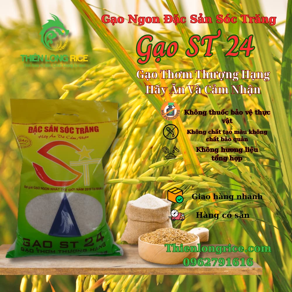 Gạo ST 24 Túi 5 Kg Đặc Sản Sóc Trăng Hàng Loại 1 Thiên Long Rice Gạo Thơm Thượng Hạng Hãy Ăn và Cảm Nhận
